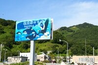 世界自然遺産「知床」でクジラやイルカに会える「ネイチャークルーズ」や「羅臼昆布」のヒレ刈り体験で海の恵みに感動しよう！ 【北海道・羅臼町】