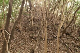 出丸の大切岸と圧巻の畝状竪堀群！  約4時間にわたる実地踏査でみた防衛遺構とは　石見国・松山城〈後編〉（島根県江津市）【戦国の山城を攻める vol.04】