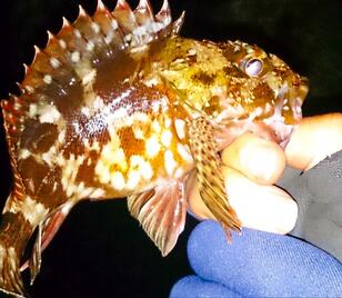 冬の釣り物に迷ったら「カサゴ」！  初心者でも釣果が出やすく超カンタン「釣り方」3選！  ルアー・穴釣り・胴突きで堤防攻略