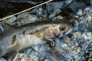 【渓流釣り解禁！】 雪残る山中を釣り上がる 「たった一匹の渓魚を釣るために」 長野県 2025年