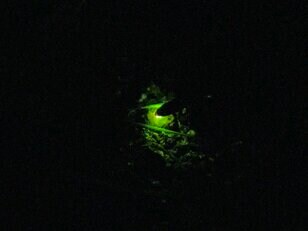 ライトを消せばホタルが宙に舞うグリーンの光！  川のせせらぎと幻想の世界「かたの里山ホタルハイク」へ【里山アドベンチャー！ソトアソ日和 vol.4】