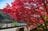 【紅葉祭り】「この連休がピーク！」紅葉に彩られた『もみじ湖』と渓谷美！ 視界を埋め尽くすほどの赤い世界！ 長野県・箕輪ダム 2023年の画像001