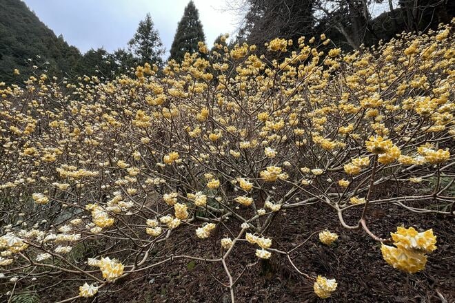 【花巡り】早春ハイキング “見頃を迎えたミツマタ” 東丹沢を埋め尽くす「黄色のポンポン」 県内最大規模の群落を楽しむ   神奈川県｜2026年の画像004
