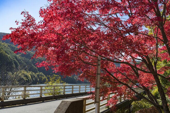 【紅葉祭り】「この連休がピーク！」紅葉に彩られた『もみじ湖』と渓谷美！ 視界を埋め尽くすほどの赤い世界！ 長野県・箕輪ダム 2023年の画像001