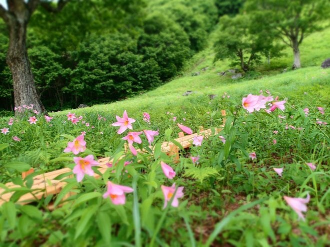 南会津、準絶滅危惧「ヒメサユリ」を愛でる花旅へ＜福島県＞の画像002