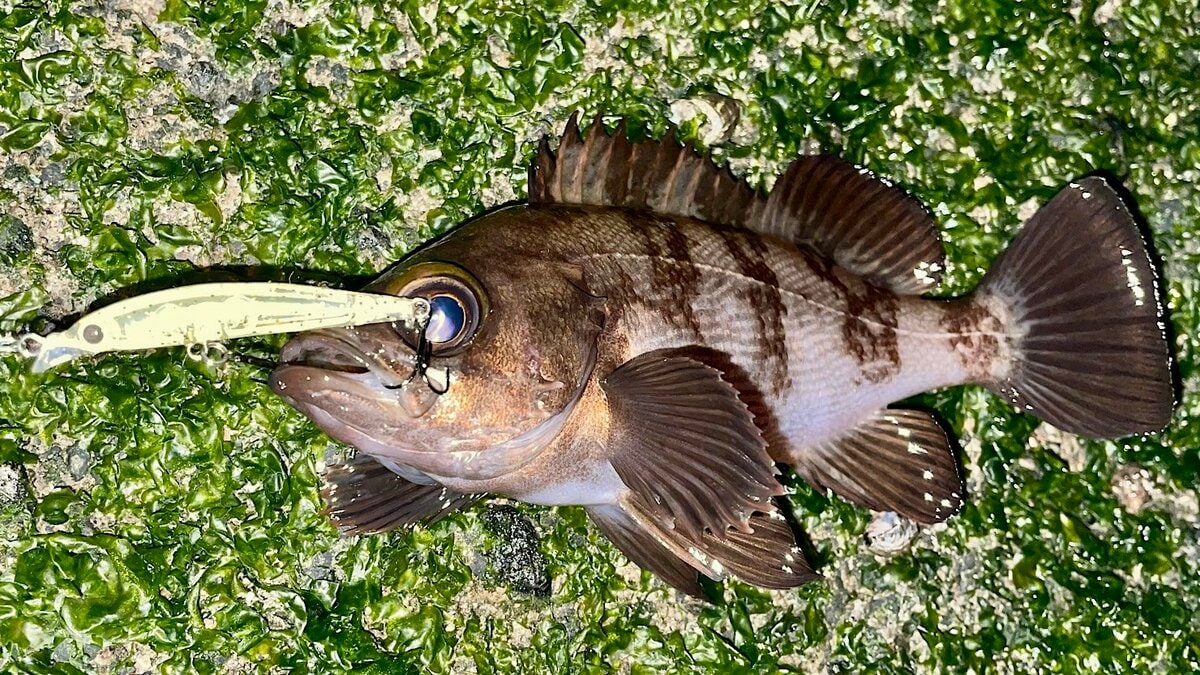 大流行中の釣り メバルプラッギング 釣果を左右するのは プラグの選択 種類や特徴とは 概要 アクティビティ ニュース Bravo Mountain