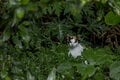 「小満芒種（スーマンボース）の猫島散歩」あちこちに聖地や御嶽が点在する特別な島の猫たちは、沖縄の神々と連絡を取り合っているのか……【琉球島猫百景 vol.15／沖縄県南城市知念】の画像006
