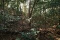 次々に現れる切岸に驚きの連続！  大勢力のはざまで揺れた小豪族の宿命　石見国・松山城〈前編〉（島根県江津市）【戦国の山城を攻める vol.03】の画像023