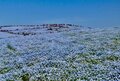関東屈指「花の絶景スポット」2か所を1日でめぐる！  丘一面 “青の世界”「国営ひたち海浜公園」ネモフィラ＆ライトアップ「あしかがフラワーパーク」 藤の花の画像003