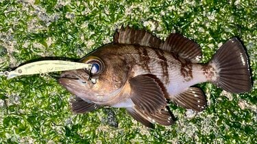 大流行中の釣り メバルプラッギング 釣果を左右するのは プラグの選択 種類や特徴とは 概要 アクティビティ ニュース Bravo Mountain