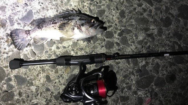 【アジング】初心者が持て余す「群れの回遊待ち」時間には「足元の根魚」狙いがおすすめ！  意外と楽しめる堤防際「ライトロック」の画像002