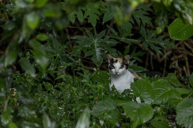 「小満芒種（スーマンボース）の猫島散歩」あちこちに聖地や御嶽が点在する特別な島の猫たちは、沖縄の神々と連絡を取り合っているのか……【琉球島猫百景 vol.15／沖縄県南城市知念】の画像006