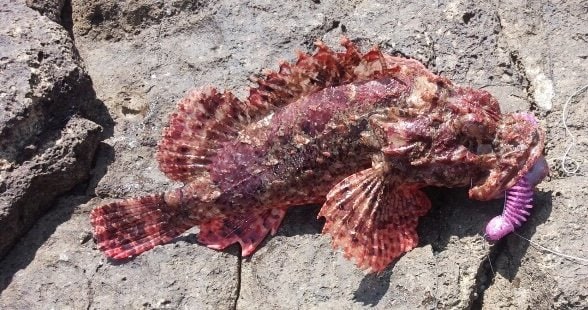 人気の「カサゴ」狙いで釣れがち！  しかもそっくり！「毒のある外道・3選」 初心者が知るべき「見分け」のポイントの画像003