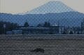 飛行場を走るのは航空機だけじゃない！  米軍基地がまさかの“安全地帯”  フェンス内でのびのび暮らす「東京のキツネ」【2025年東京都】の画像010