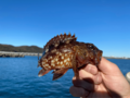 「釣れたあと」こそ気をつけろ！「要注意」アブナイ「トゲあり危険魚」トップ3の画像001