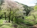 長野県『信州の里山・総選挙！冬山編』第1位！「霧訪山」は春から初夏にはカタクリやニリンソウの群生 “お花畑トレッキング” がおすすめ【塩尻市・辰野町】の画像006