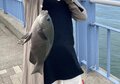 昨春ヒット柳ノ瀬戸の堤防で「ヘダイ釣り」のはずが… まさかの空振り！ 困ったときの「ジグヘッド・オキアミ」＆「親の助言」 ターゲット変更の結果！【熊本県上天草】の画像005