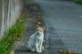 多良間島はヤギの島であり、ニカの島でもあった【琉球島猫百景 vol.18「宮古と八重山の真ん中で生きる猫たち」沖縄県多良間村】の画像005