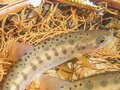 100均「ダイソー」の「ミノー（5cm）」で4時間・野生ヤマメ10匹超えの釣果！  本来的な“釣る”感触「コツ＆ワザ」の再発見もアリ！  渓流実釣インプレ公開の画像008