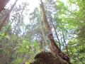 晴れた日には大阪湾まで眺望OK！  北摂山系最高峰「深山」山頂からのパノラマ絶景＆ご神体「深山宮」兵庫県立ささやまの森公園コース「登山レポ」の画像017