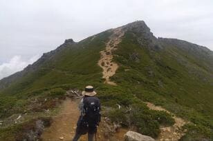 登山口から3時間で2,646mの頂へ！  2つの顔を持つ八ヶ岳の双耳峰「天狗岳」幻想的「苔むす道」＆ゴロゴロ「岩稜帯」登山レポ！  かわいい「山野草」と意外な野生動物との出会いとは