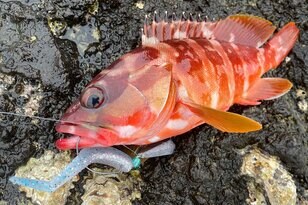 ダイソーのコスパ最強ルアー「シャッドテールワーム」で人気ターゲット・アカハタ釣りに挑んだ「気になる釣果」は？