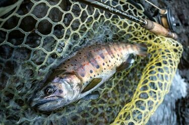 当社の 渓流釣りの網ヤマメ、アマゴ （トラウトタックル②「狙うは渓流 釣り仕掛け・仕掛け用品