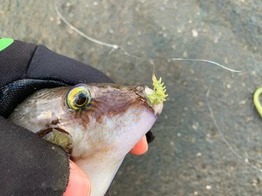 3ページ目 釣りのウラ技 虫エサ苦手な人は必見 イソメの疑似餌 パワーイソメ は本当に釣れるのか 実釣ルポ アクティビティ ニュース Bravo Mountain