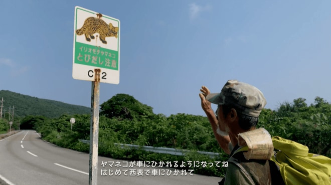 2.22（にゃんにゃんにゃんの日）世界自然遺産、太古から島に息づくキングオブ島猫「ヤママヤー」【琉球島猫百景〈特別編〉沖縄県・西表島】の画像002