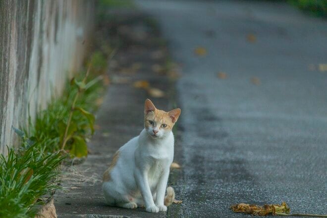 多良間島はヤギの島であり、ニカの島でもあった【琉球島猫百景 vol.18「宮古と八重山の真ん中で生きる猫たち」沖縄県多良間村】の画像005