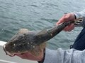 【シーズン到来！】大流行中の高級魚釣り！  釣果も出やすい「ボートマゴチ」超入門 「必要なタックルやルアー」とは？の画像001