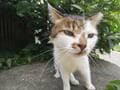 乗船35分で猫まみれ！  猫好きの楽園・北九州の離島「藍島」で出会える可愛らしい猫たちと「猫島」観光スポットの画像004