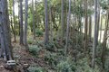 NHK大河『どうする家康』が100倍面白くなる！ 「徳川家康」父祖の地に残る「松平城」を歩く＜前編＞（奥三河・松平郷／愛知県豊田市）【家康ゆかりの山城を攻める vol.1】の画像009
