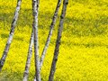 【ゴールデンウィーク】菜の花畑の奥に北アルプスがそびえる絶景！ 程よく賑わう穴場的なお花見スポット！  中山高原・長野県大町市 2022の画像006