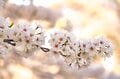 観測史上最速！ 驚愕のスピード！ 「開花からたった2日で満開となった桜が魅せる景色」 善光寺北側・長野市のお花見スポット・城山公園 2022年の画像007