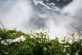 【夏山登山】花の百名山の楽しい季節到来！  高山植物が咲き乱れるお花畑ハイク  2024年の画像005