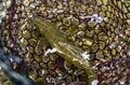【渓流釣り】「放流なし！ 美しい天然イワナが息づく渓へ」志賀高原・雑魚川を脅かす「新たな脅威」とは  長野県・2022年の画像008