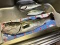 【海釣り】波の高さと釣果の関係「ベタ凪では釣果が上がらない」のなぜ？  釣れやすい「波の高い時」理由と目安とは「考察レポート」の画像003