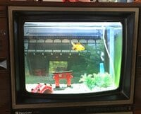 「テレビや自販機の中で泳ぐ魚」「門下生400人の金魚すくい道場」国史跡指定の「郡山城跡」も…「金魚のまち」奈良県大和郡山市の魅力とは？