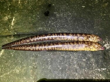 嫌われモノでも 実は美味 釣れすぎる冬の ウツボ釣り の魅力とウマすぎる ウツボ料理 リポート アクティビティ ニュース Bravo Mountain 嫌われモノでも 実は美味 釣れすぎる冬の ウツボ釣り の魅力とウマすぎる ウツボ料理 リポート アクティビティ ニュース Bravo Mountain