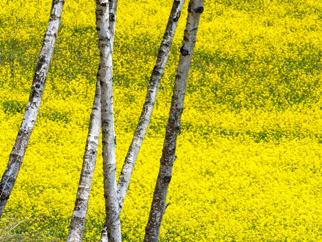 【ゴールデンウィーク】菜の花畑の奥に北アルプスがそびえる絶景！ 程よく賑わう穴場的なお花見スポット！  中山高原・長野県大町市 2022の画像006