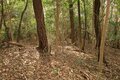 出丸の大切岸と圧巻の畝状竪堀群！  約4時間にわたる実地踏査でみた防衛遺構とは　石見国・松山城〈後編〉（島根県江津市）【戦国の山城を攻める vol.04】の画像009