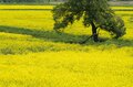 【北信濃の春】穴場と言うにはあまりに広大すぎる！ 千曲川の河川敷を埋め尽くす菜の花の「黄色い海」 長野県飯山市・2022の画像005