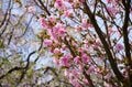 絢爛豪華に東京23区の春を彩る「桜とチューリップ」の競演！  水辺のオアシス『浮間公園』＆明治の文豪が愛した『蘆花恒春園（芦花公園）』【東京都・北区 / 世田谷区】の画像013