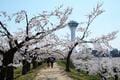まだ間に合う！「これから春めく北海道」で2022年ゴールデンウィークでも「最後の桜」が楽しめる「おすすめスポット」3選の画像004