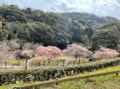 「樹齢500年・世界で一つだけの桜」！  福岡県天然記念物「白野江のサトザクラ」は例年「4月上旬」の今が見頃！「白野江植物公園」の魅力の画像001