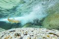 【渓流釣り】 透明な流れが不自然に歪んだかと思うと、まるで手品のようにイワナが姿を現しました「まるで水から生まれたかのよう！」 神秘的！ 天竜川水系の白いイワナ  長野県・2024年9月の画像005