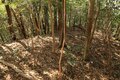 次々に現れる切岸に驚きの連続！  大勢力のはざまで揺れた小豪族の宿命　石見国・松山城〈前編〉（島根県江津市）【戦国の山城を攻める vol.03】の画像018