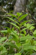 苗場スキー場の「タケノコ山」でタケノコ採り！ ＜新潟県＞の画像013