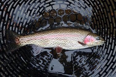 一度は行きたい「管理釣り場」の桃源郷！ 放流マス「10万匹・20トン